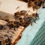 Colmeia apicultura abelhas insetos
