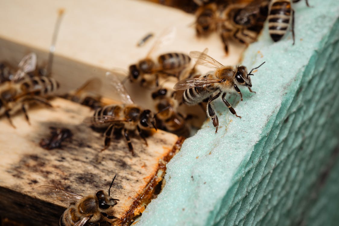Colmeia apicultura abelhas insetos
