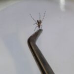 mosquito da dengue
