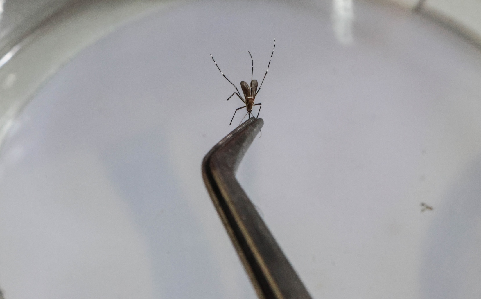 mosquito da dengue