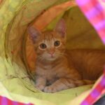 filhote gato