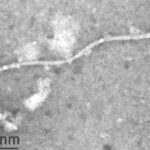 virus bidens mottle