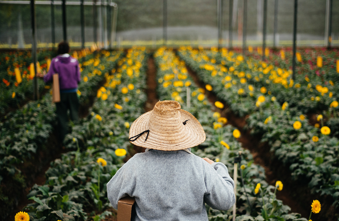 Holambra: a cidade das flores