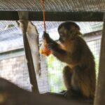 cetras macaco calor 1024x683