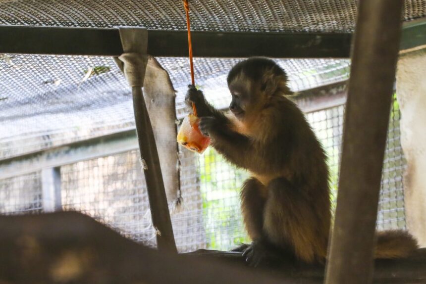 cetras macaco calor 1024x683