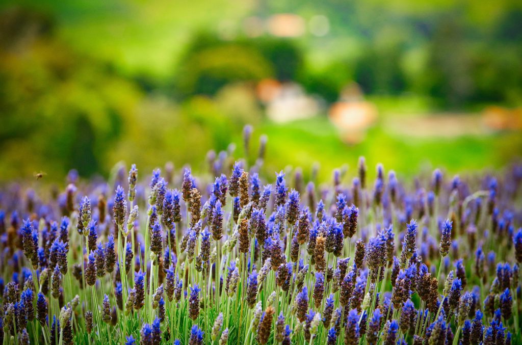 Cunha: campo de lavanda