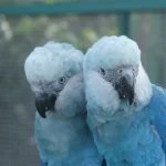 ave cyanopsitta spixii ararinha azul foto camile ugarini