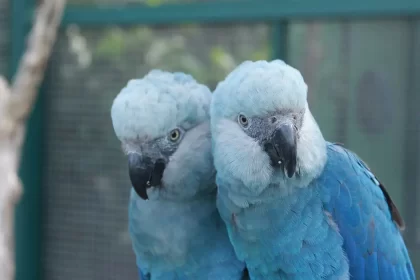 ave cyanopsitta spixii ararinha azul foto camile ugarini