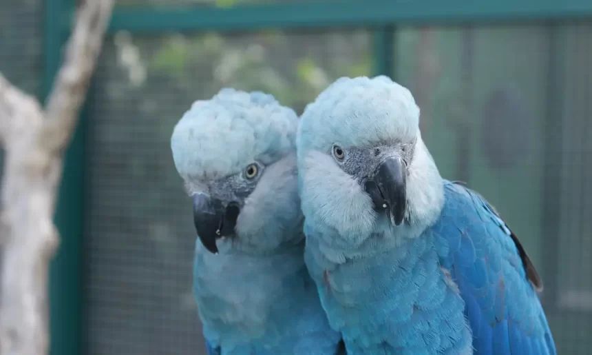 ave cyanopsitta spixii ararinha azul foto camile ugarini