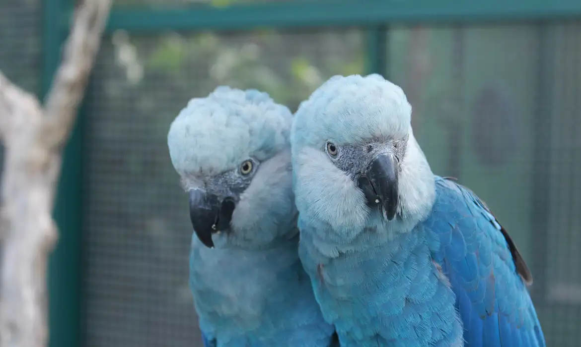 ave cyanopsitta spixii ararinha azul foto camile ugarini