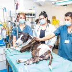 hospital veterinÁrio sÃo paulo
