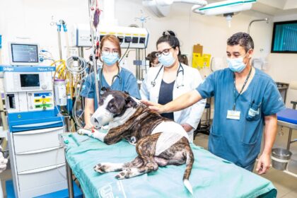 hospital veterinÁrio sÃo paulo