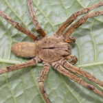interna armadeira (1)