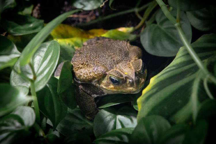 interna sapos quintal4