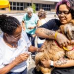 animais de estimação tratamento sp