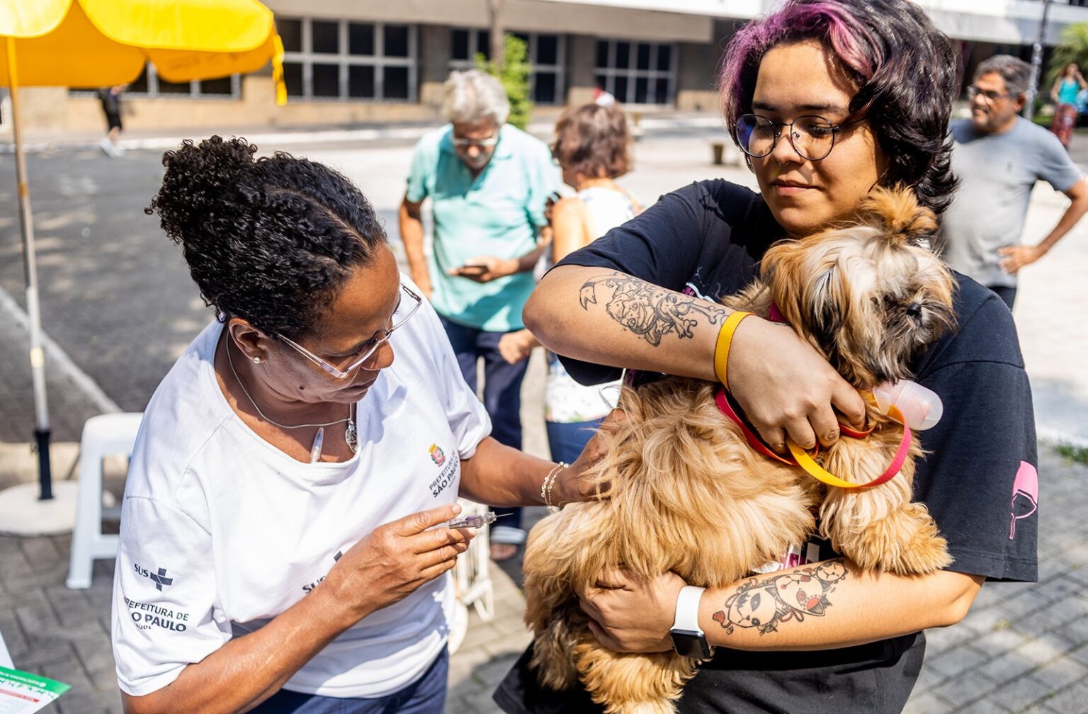 animais de estimação tratamento sp