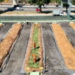 pátio de compostagem na lapa