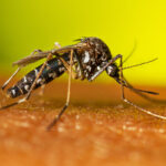 Mosquito Aedes aegypti, transmissor da chikungunya, dengue e zika, pousado sobre a pele humana