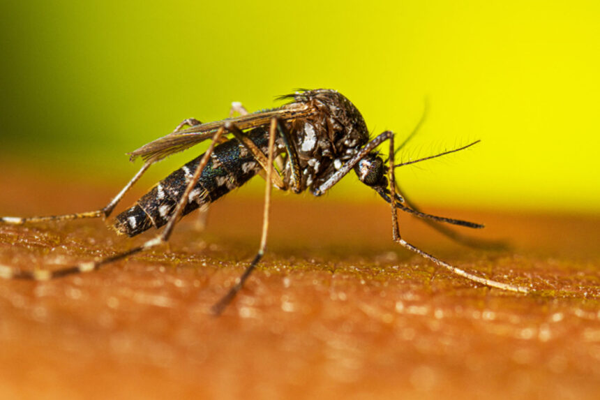 Mosquito Aedes aegypti, transmissor da chikungunya, dengue e zika, pousado sobre a pele humana